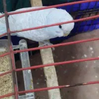 مرق عشق هلندئ
