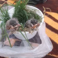 جوجه سهره اهوازی