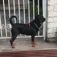 سگ روتوایلر