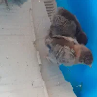جوجه یک ماهه