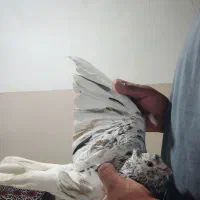 کوهی دمپاک نر