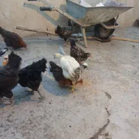 مرغ تخمگذار