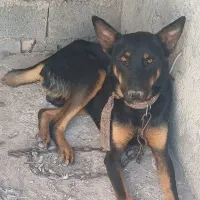سگ دوبرمن نر