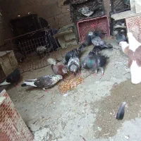 کبوتر