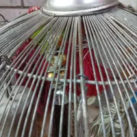 تعدادی جوجه سهره خاکی فقط جوجه دوم