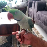 شاه طوطی  دستی کلامدار