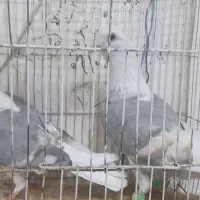کفتر بوم آرتیست