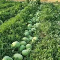 فروش باغ هندوانه