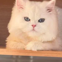 گربه|گربه|جوانرود, |دیوار