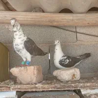 کفتر سینه سوسکی