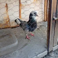 شازده سبز