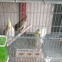 همه نوع پرنده عروس هلندی