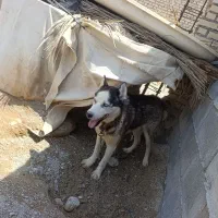 واگزاری سگ هاسکی دوسال نیم