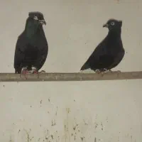 اشعل