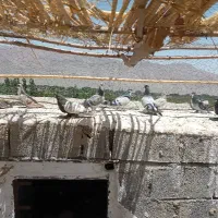کبوتر|پرنده|گلباف, |دیوار