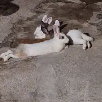 خرگوش