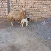 میش زاییده بره نر ویه بز جمل زا پرشیر