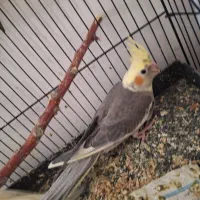 جوجه عروس