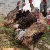 فروش بوقلمون محلی نر و ماده