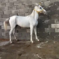 الوند.کره‌مادیان‌دوسال‌ونیم