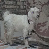 بز نر