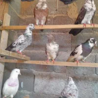 فروش کبوتر پرشی برای گرو