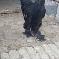 سیاه سوخته خروس مرغ