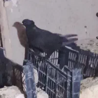 کفتر