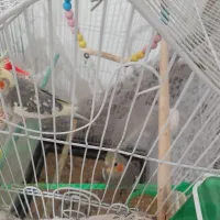 تعدادی پرنده