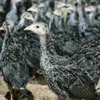 حراج جوجه بوقلمون ۱۲ روزه انگلیسی سینه پهن