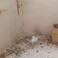 کبوتر کله