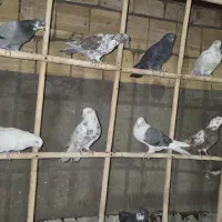 ۱۵ جفت نروماده مایه کفتر