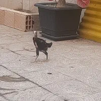 ۲عددجوجه لاری