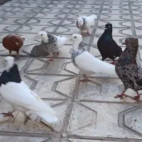 ماده ریش زرد   خال سیاه دار