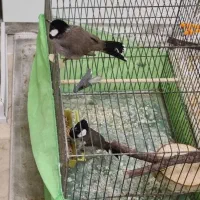 یک جفت سهره خاکی ، ماده رام + یک نر بالغ