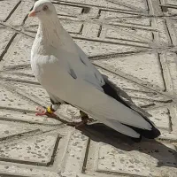 کفتر