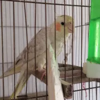 عروس گمشده