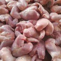 غذای سگ