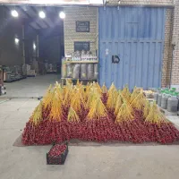 خرمای خوشه ای با بهترین کیفیت