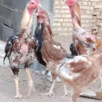 مرغ خروس لاری اصیل