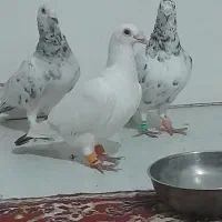 کفتر