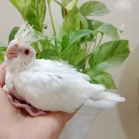جوجه عروس هلندی سرلاکی
