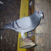 کبوتر کفتر مسافتی پلاکی