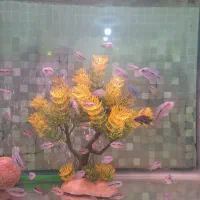 فلاور رددراگون