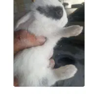 خرگوش