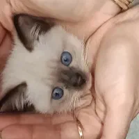 واگذاری گربه سیامی ۲ماهه