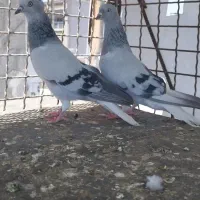 سبز دم سفید ماده