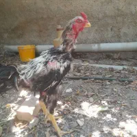 مرغ و خروس لاری