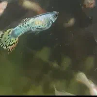 ماهی گوپی مولد تایگر