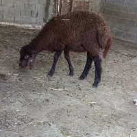 بره افشاری